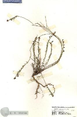 URN_catalog_HBHinton_herbarium_20124.jpg.jpg