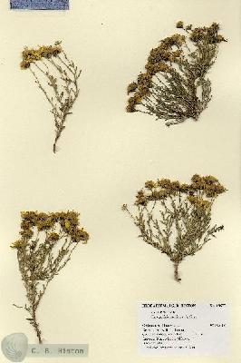 URN_catalog_HBHinton_herbarium_18677.jpg.jpg