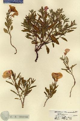 URN_catalog_HBHinton_herbarium_18400.jpg.jpg