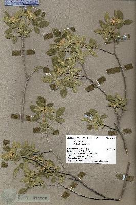 URN_catalog_HBHinton_herbarium_18416.jpg.jpg