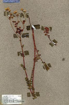 URN_catalog_HBHinton_herbarium_18469.jpg.jpg