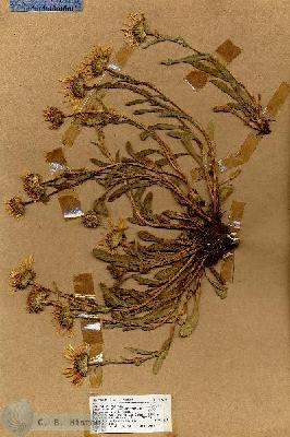 URN_catalog_HBHinton_herbarium_18531.jpg.jpg