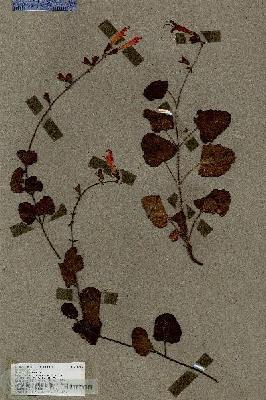 URN_catalog_HBHinton_herbarium_18616.jpg.jpg