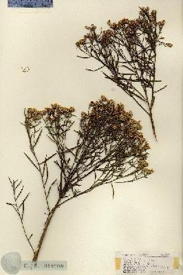 URN_catalog_HBHinton_herbarium_18599.jpg.jpg