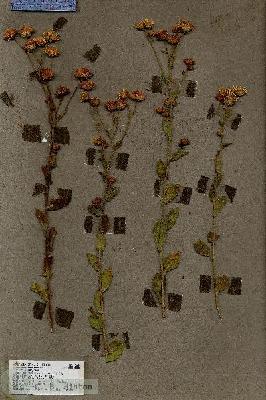 URN_catalog_HBHinton_herbarium_18646.jpg.jpg