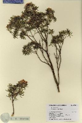 URN_catalog_HBHinton_herbarium_18705.jpg.jpg