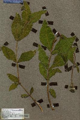 URN_catalog_HBHinton_herbarium_18716.jpg.jpg