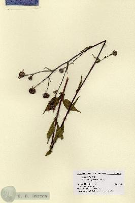 URN_catalog_HBHinton_herbarium_1874.jpg.jpg