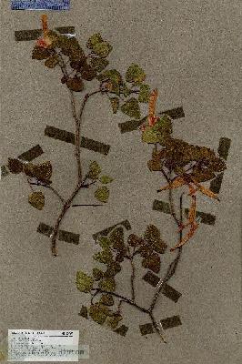 URN_catalog_HBHinton_herbarium_18769.jpg.jpg
