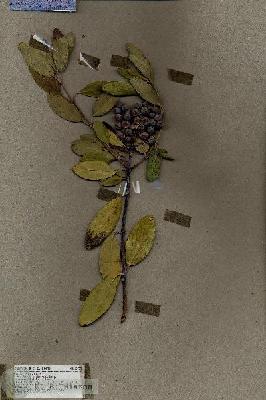 URN_catalog_HBHinton_herbarium_18773.jpg.jpg