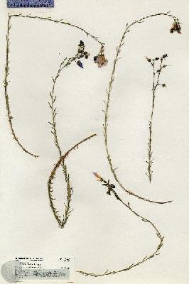 URN_catalog_HBHinton_herbarium_18846.jpg.jpg