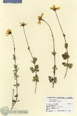 URN_catalog_HBHinton_herbarium_18911.jpg.jpg