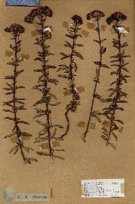 URN_catalog_HBHinton_herbarium_18912.jpg.jpg