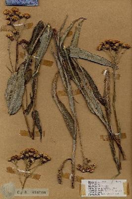 URN_catalog_HBHinton_herbarium_18906.jpg.jpg