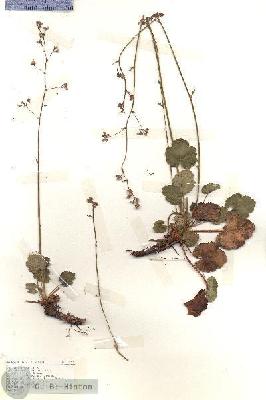 URN_catalog_HBHinton_herbarium_18952.jpg.jpg