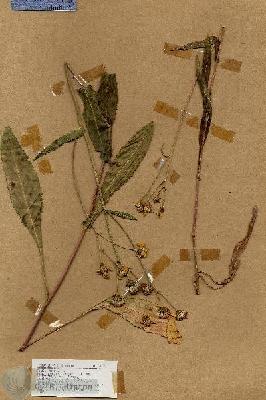 URN_catalog_HBHinton_herbarium_19028.jpg.jpg