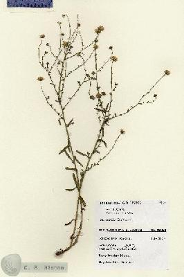 URN_catalog_HBHinton_herbarium_19080.jpg.jpg