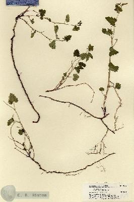 URN_catalog_HBHinton_herbarium_18969.jpg.jpg