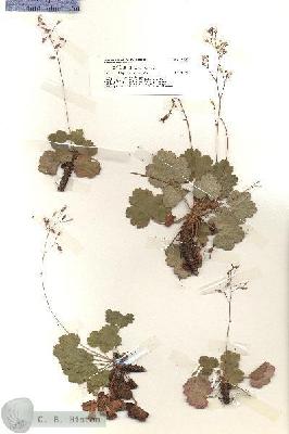 URN_catalog_HBHinton_herbarium_19123.jpg.jpg