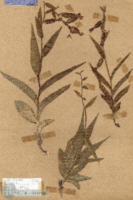 URN_catalog_HBHinton_herbarium_19134.jpg.jpg