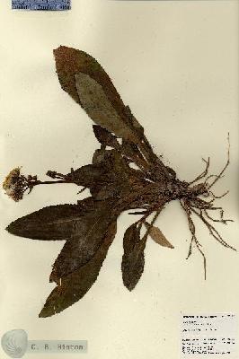 URN_catalog_HBHinton_herbarium_22684.jpg.jpg