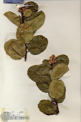 URN_catalog_HBHinton_herbarium_19208.jpg.jpg