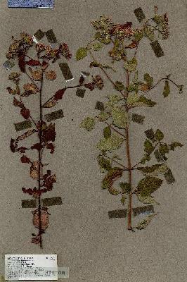 URN_catalog_HBHinton_herbarium_19262.jpg.jpg