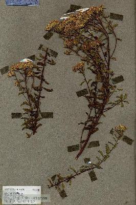 URN_catalog_HBHinton_herbarium_19248.jpg.jpg
