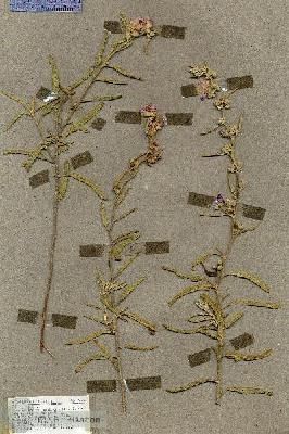URN_catalog_HBHinton_herbarium_19516.jpg.jpg