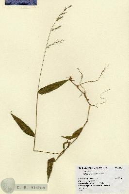 URN_catalog_HBHinton_herbarium_1952.jpg.jpg