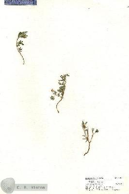 URN_catalog_HBHinton_herbarium_20392.jpg.jpg
