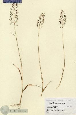 URN_catalog_HBHinton_herbarium_1934.jpg.jpg