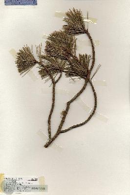 URN_catalog_HBHinton_herbarium_19402.jpg.jpg