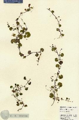 URN_catalog_HBHinton_herbarium_22748.jpg.jpg