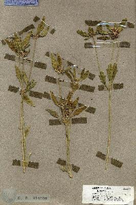 URN_catalog_HBHinton_herbarium_19493.jpg.jpg