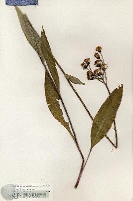 URN_catalog_HBHinton_herbarium_20740.jpg.jpg