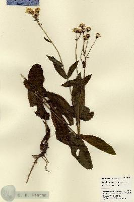 URN_catalog_HBHinton_herbarium_23214.jpg.jpg