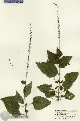 URN_catalog_HBHinton_herbarium_21219.jpg.jpg