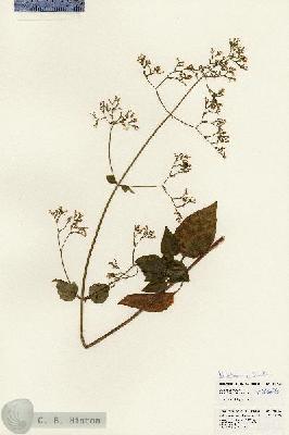 URN_catalog_HBHinton_herbarium_23976.jpg.jpg