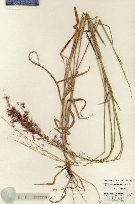 URN_catalog_HBHinton_herbarium_23989.jpg.jpg