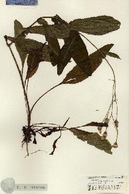 URN_catalog_HBHinton_herbarium_21308.jpg.jpg