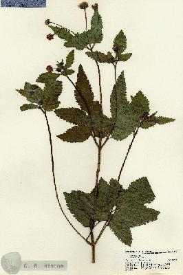 URN_catalog_HBHinton_herbarium_21400.jpg.jpg