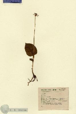 URN_catalog_HBHinton_herbarium_2345.jpg.jpg