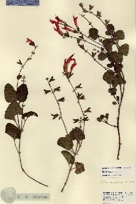 URN_catalog_HBHinton_herbarium_21589.jpg.jpg