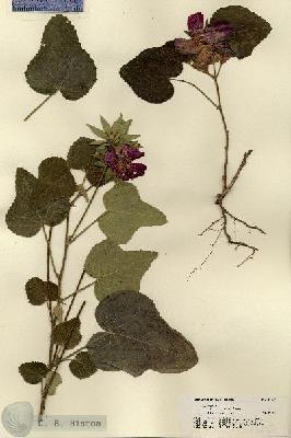 URN_catalog_HBHinton_herbarium_21457.jpg.jpg