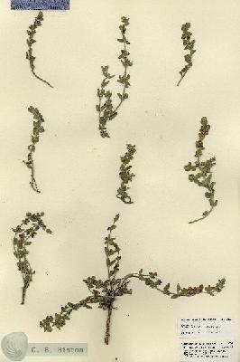 URN_catalog_HBHinton_herbarium_21883.jpg.jpg