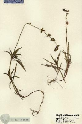 URN_catalog_HBHinton_herbarium_22114.jpg.jpg