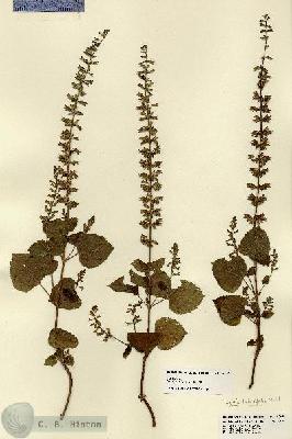 URN_catalog_HBHinton_herbarium_22452.jpg.jpg