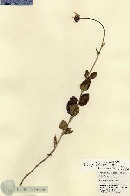 URN_catalog_HBHinton_herbarium_22493.jpg.jpg