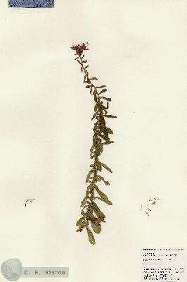 URN_catalog_HBHinton_herbarium_23924.jpg.jpg